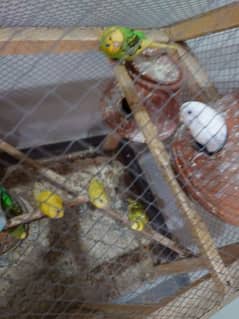 Australia budgie sale with cage