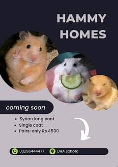 Hammy Homes