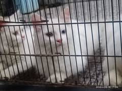 Cute Kittens