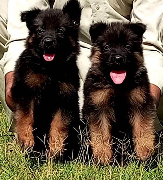 German shepherd long coat pair available for sale 0