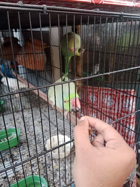 Green Ringneck Breeder pair 3