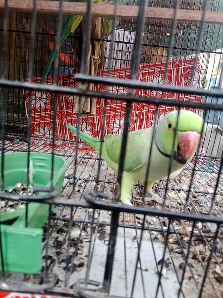 Green Ringneck Breeder pair 5