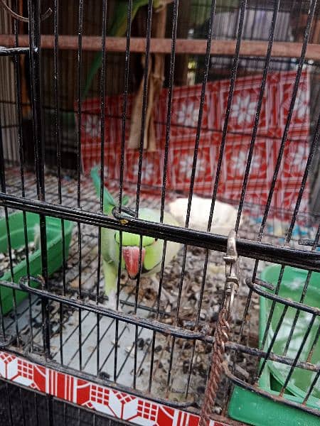 Green Ringneck Breeder pair 6