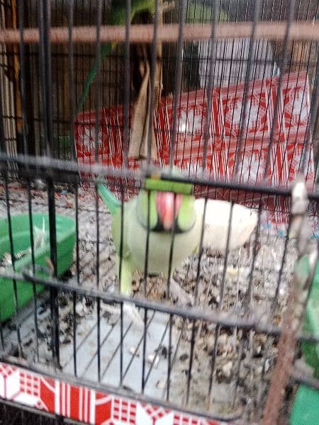 Green Ringneck Breeder pair 7