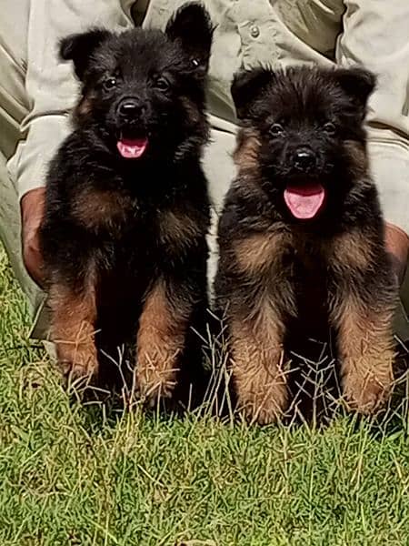 German shepherd long coat pair available for sale 0