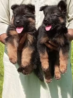 German shepherd long coat pair available for sale