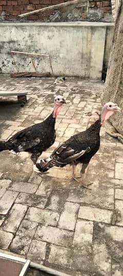 Turkish Birds