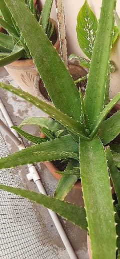 aloe vera plant