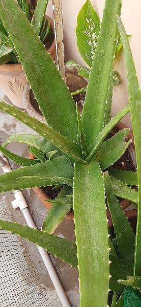 aloe vera plant 1