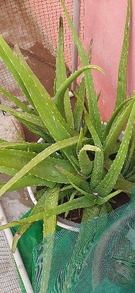 aloe vera plant 2