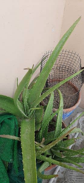 aloe vera plant 3