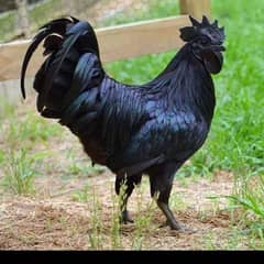 Cock Ayam Cemani  Hai . . .