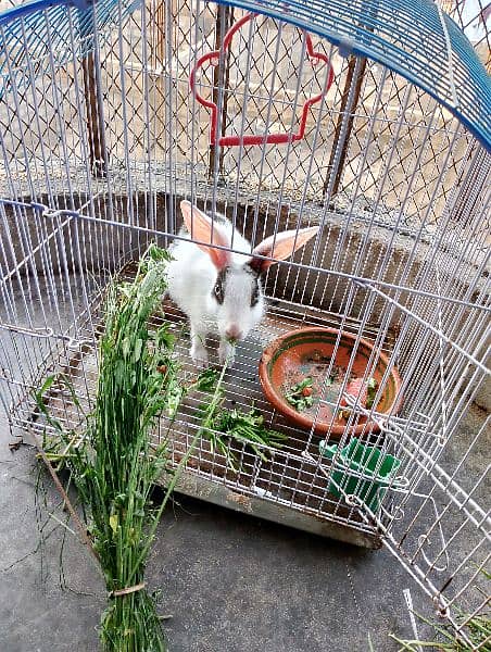 rabbit for sale 9month 3