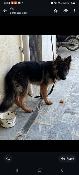 German shepherd female 0