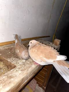 doves breeder pairs