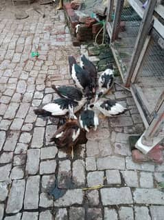 Muscovy duck 1 male 5 female 0