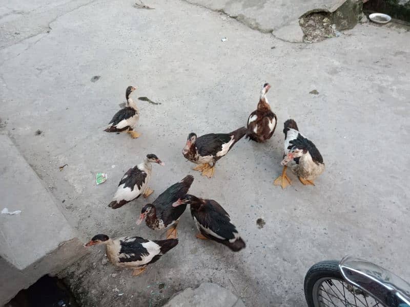 Muscovy duck 1 male 5 female 1