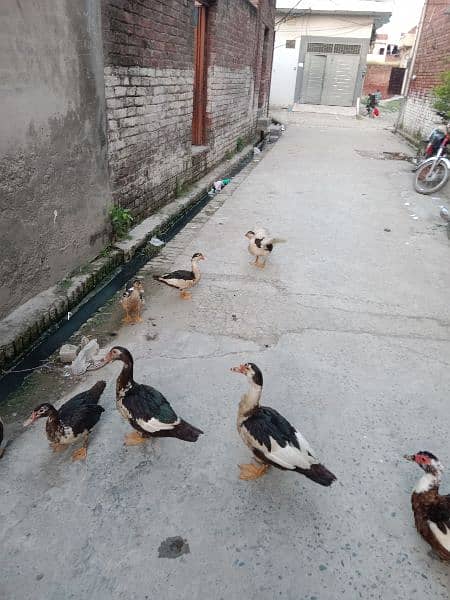 Muscovy duck 1 male 5 female 2