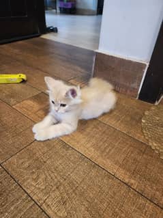 Persian cat for sale