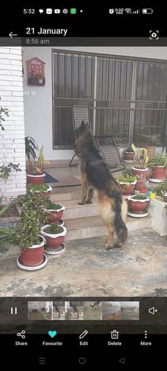 Adoption of German shepherd