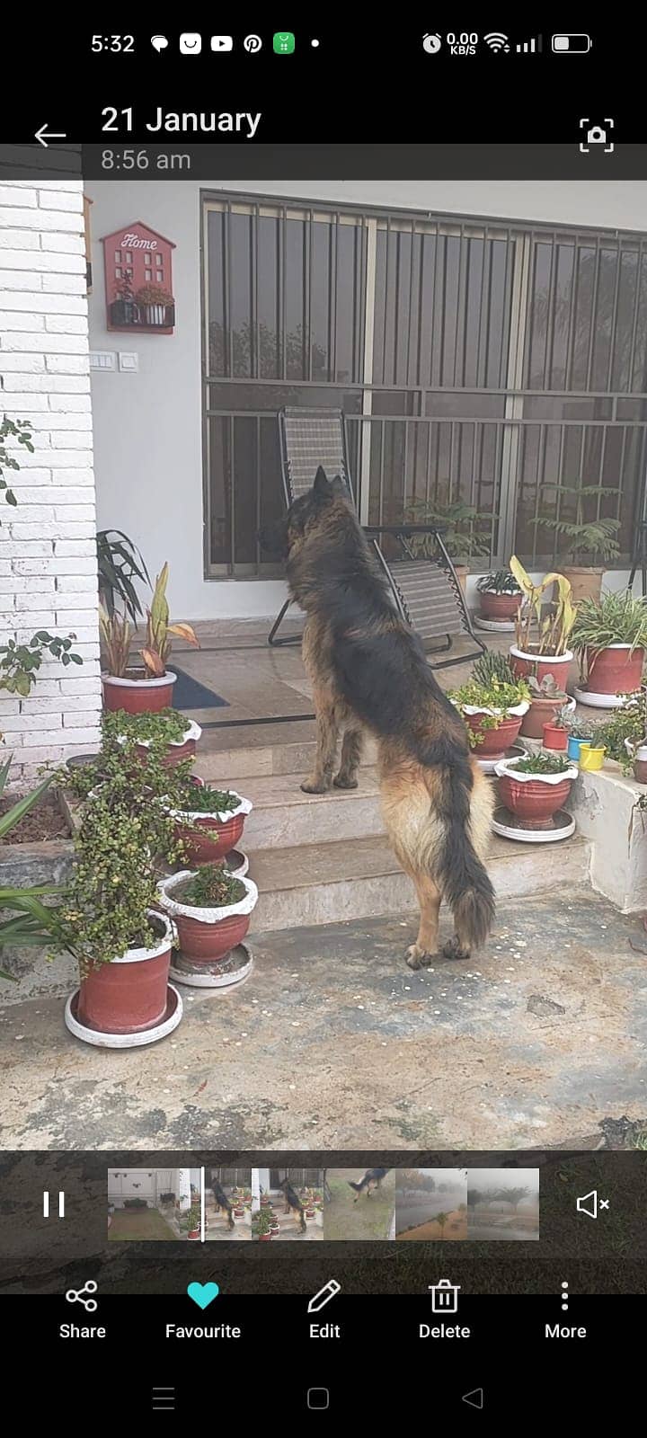 Adoption of German shepherd 0