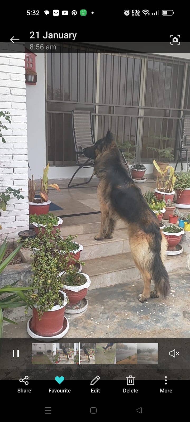 Adoption of German shepherd 3