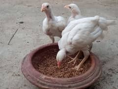 White Aseel Chicks