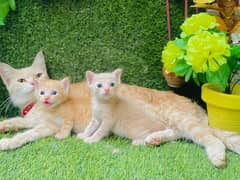 Persian  female with 2 kittens