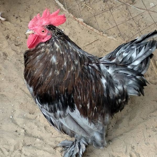 Rooster for Sale 0