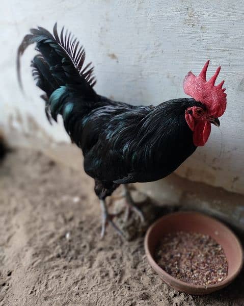 Rooster for Sale 1