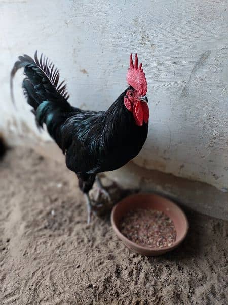 Rooster for Sale 2