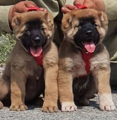 Kurdish Kangal pair full security dogs heavy bone for sale