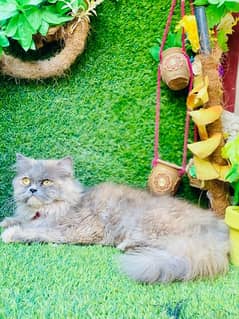 persian Beautiful female cat