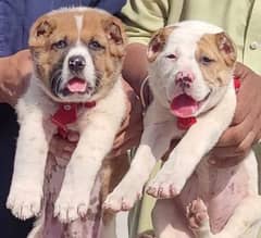 alabai puppies pair full security dogs heavy bone for sale 0