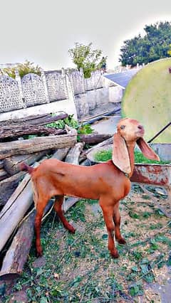 goat for sale