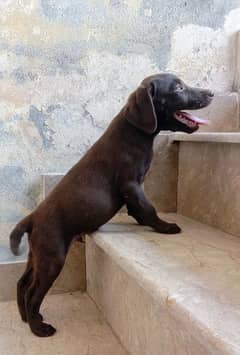 For sale Labrador puppies