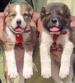 alabai puppies pair full security dogs heavy bone for sale 0