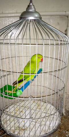 Beautiful green ringneck with new cage