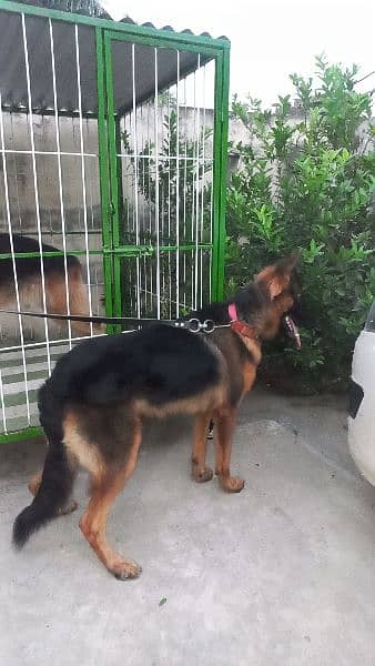 German shepherd male 0