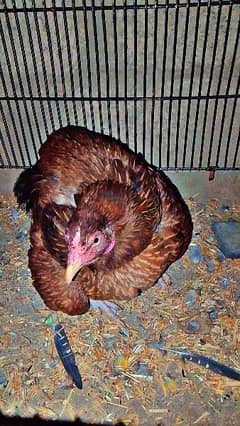 karuk hen for sale