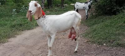 Dudh wali bakri for sale age 7 month