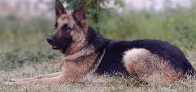 German shepherd