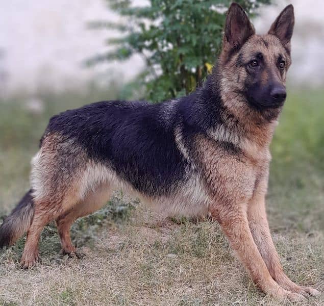 German shepherd 1