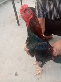 aseel setup for sale,+dasi hens