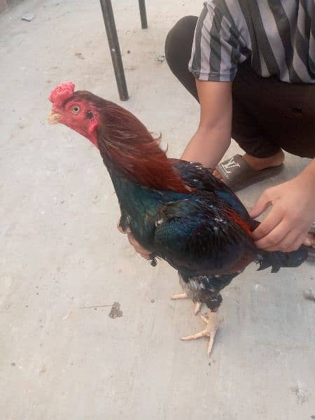 aseel setup for sale,+dasi hens 3