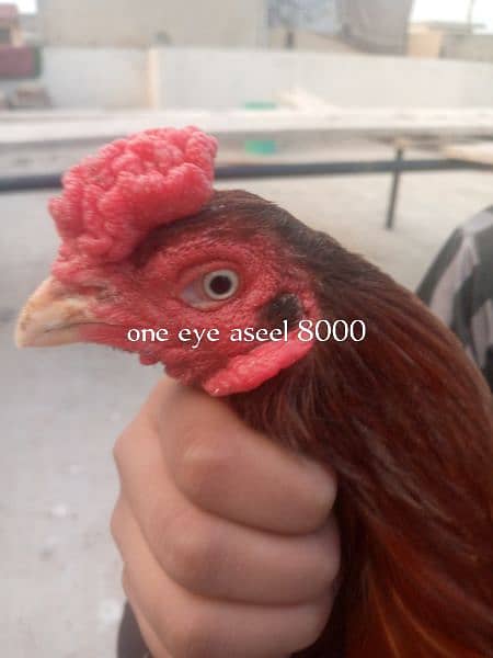 aseel setup for sale,+dasi hens 4