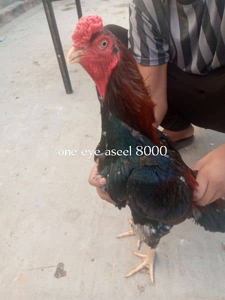 aseel setup for sale,+dasi hens 5