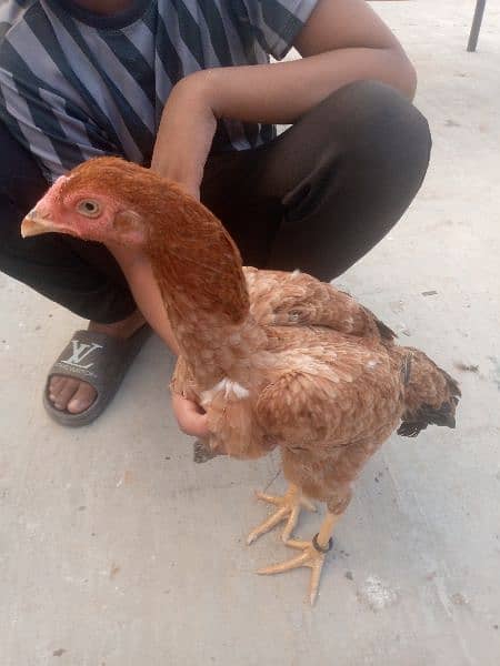 aseel setup for sale,+dasi hens 6