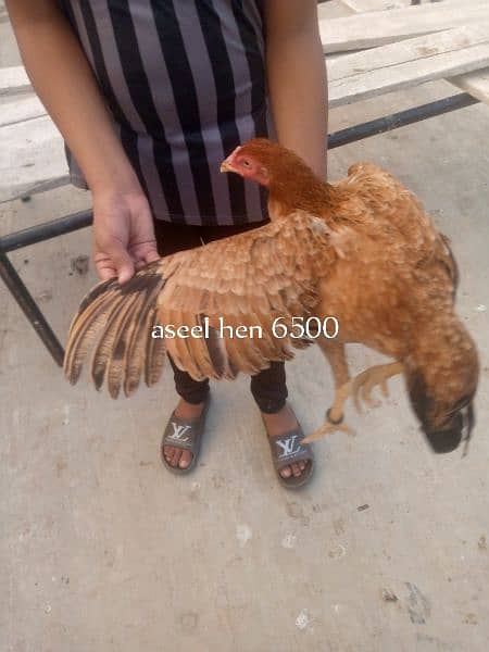 aseel setup for sale,+dasi hens 12