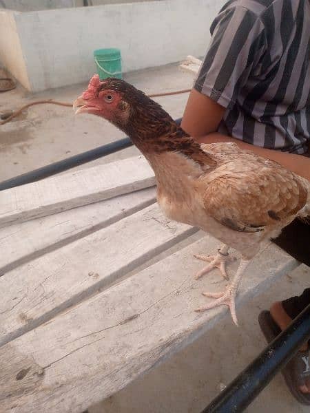 aseel setup for sale,+dasi hens 16